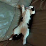 Long Tucker